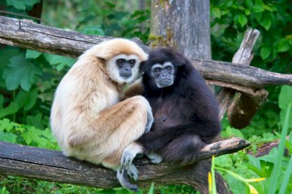 1280px-Hylobates_lar_pair_of_white_and_black_01.jpg