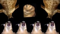 16810456514630.webm