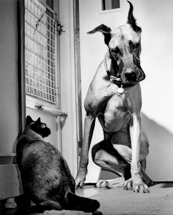 Walter-Chandoha-Dogs-Embed01.webp