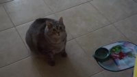 tubby.mp4