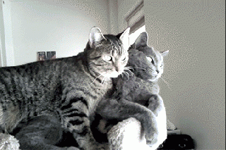 [1].gif
