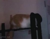 Jackson cat.webm