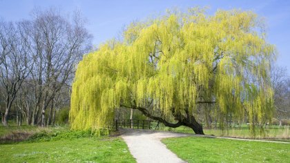 Large-Weeping-Willow-Tree.jpg