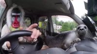18703881.409999974_1594313759232.webm