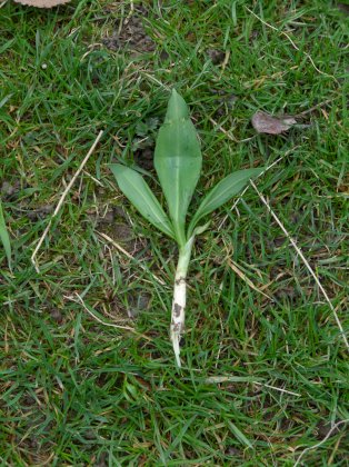 bear-leek2.jpg