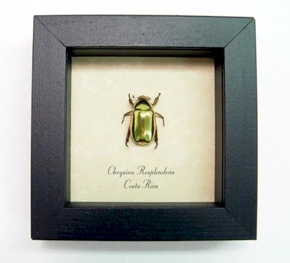 Chrysina-Resplendens-24k-Gold-Beetle-Framed-1.jpg