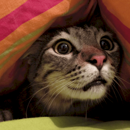 ways-to-calm-a-scared-cat.png