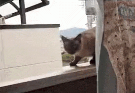 suicidal-cat.gif