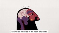 sinuses.mp4
