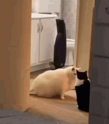 cat.gif