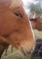 smug_horse.jpg