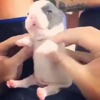 f0c618f7f66ad571d2f3bf4b430a4772-videomp4.mp4