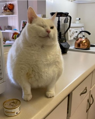 kot fat winking.jpeg