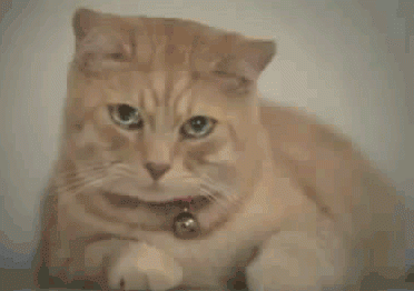 katze weint.gif