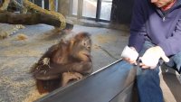 Monkey Sees A Magic Trick [FIxYCDbRGJc].webm