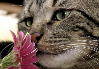 katze schnüffelnd.jpg
