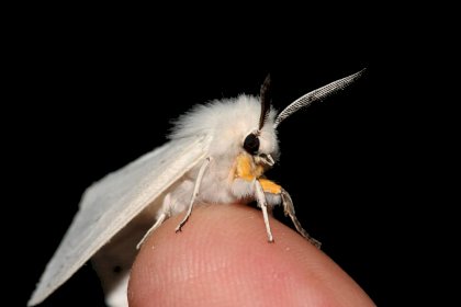 Poodle_Moth-e1508769814299.jpg