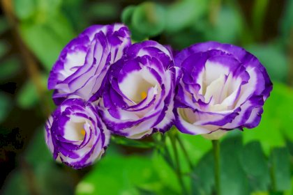 lisianthus-flowers-1315711-03-b3a40f576ac94894a98373be1b77b3fc[1].jpg