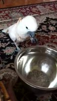 jewish_barrot.webm