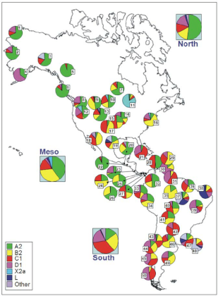 Haplogroup-patterns-in-America-Codes-for-populations.png