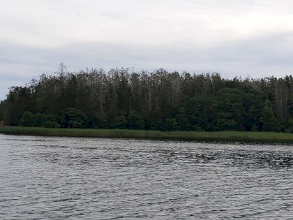 kalvö.jpg