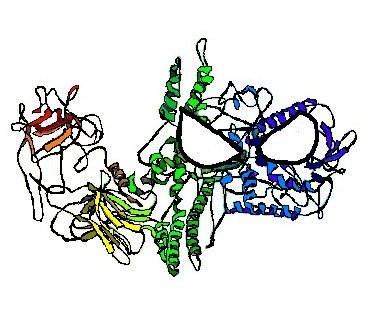 botulinum-neurotoxin-ribbon-structure (2).jpeg