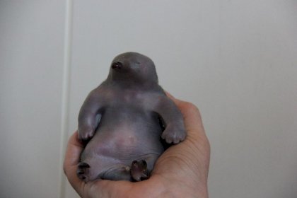 baby echidna niedlich awww doppelpunktdrei.jpg