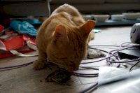 DSC06086.JPG