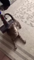 amAWG1y_460svvp9.webm