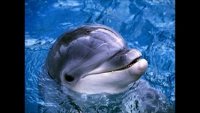 y2mate.com - Dolphin laughing sound 10 min_v240P.mp4