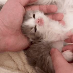 Tumblr_l_252250561415034.gif
