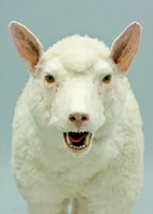 wolf im schafspelz.jpg