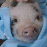 cozy_piggie.gif