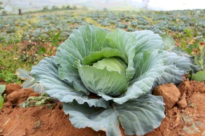 Weißkohl-Thailand.jpg