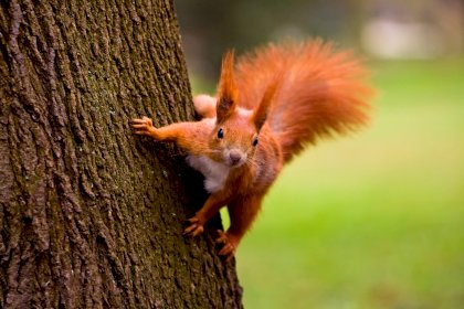 red_squirrel.jpg