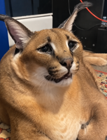 Sad finngol